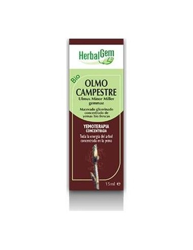 Olmo Campestre Macerado Glicerinado 50Ml.